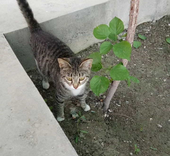 Очень ласковый домашний кот, привыкший к домашним условиям 2 Очень ласковый домашний кот, привыкший к домашним условиям 2