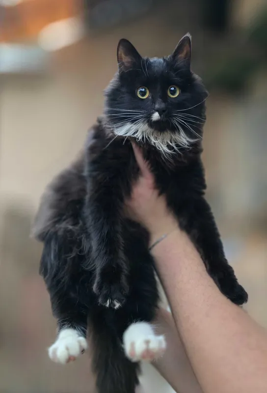 Котёнок, 6 месяцев — фото 2
