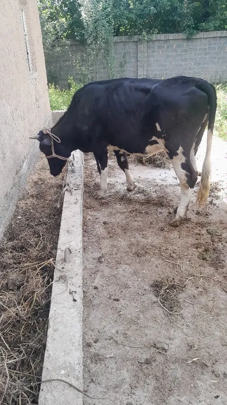 Chornipyostra gunojin sotladi 2 Chornipyostra gunojin sotladi 2