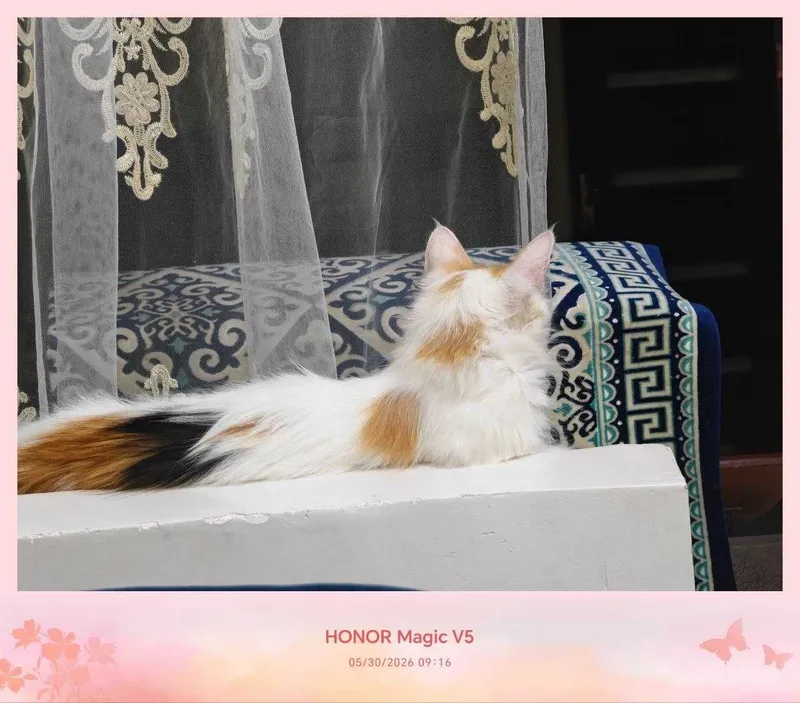 Кошка, стерилизованная, очень милая подруга — фото 3