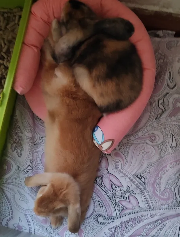 Кролик 2 Кролик 2