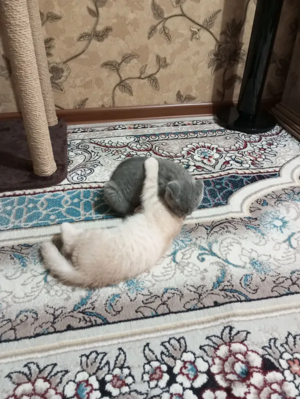 Британцы:Скотиш фолд. — фото 6