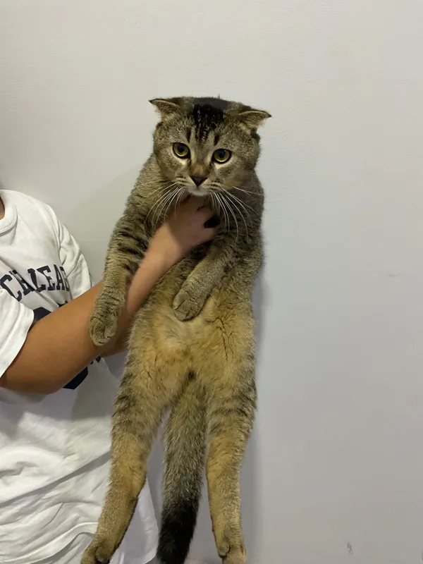 Шотландская вислоухая кошка 3 Шотландская вислоухая кошка 3