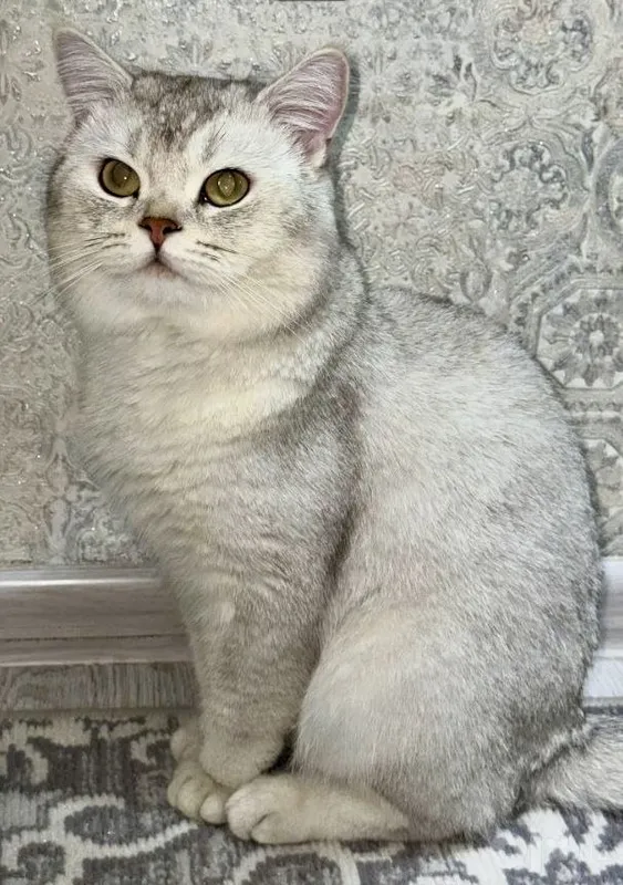 Britanskiy Shinshilla Baron 5 Britanskiy Shinshilla Baron 5