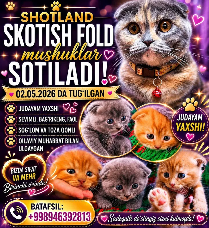 Zotli mushukchalar sotiladi, shoshilinch!! 1 Zotli mushukchalar sotiladi, shoshilinch!! 1