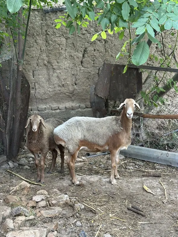 Arashan qochqor va ona bola qoy 5 Arashan qochqor va ona bola qoy 5