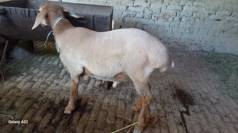 Sog'lom yosh barra qo'chqorlar sotiladi arzon narxlarda 6