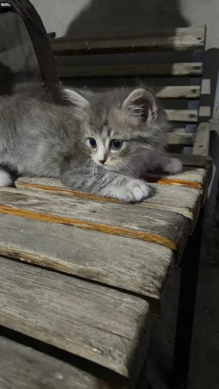 Siberian cat — фото 4