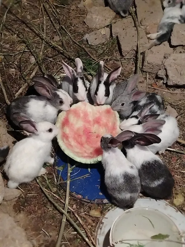 Xar hil zotli quyonlar bor narxi kelshib  beriladi