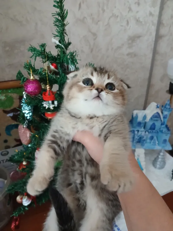 прдаю шиншил котят — фото 1