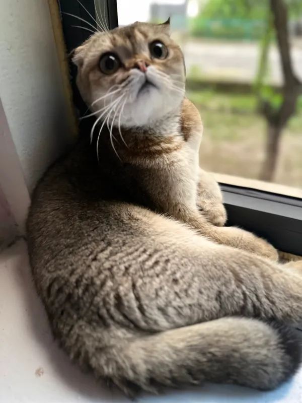 Mushuk sotiladi  1 yosh scottish fold zotli 1 mln