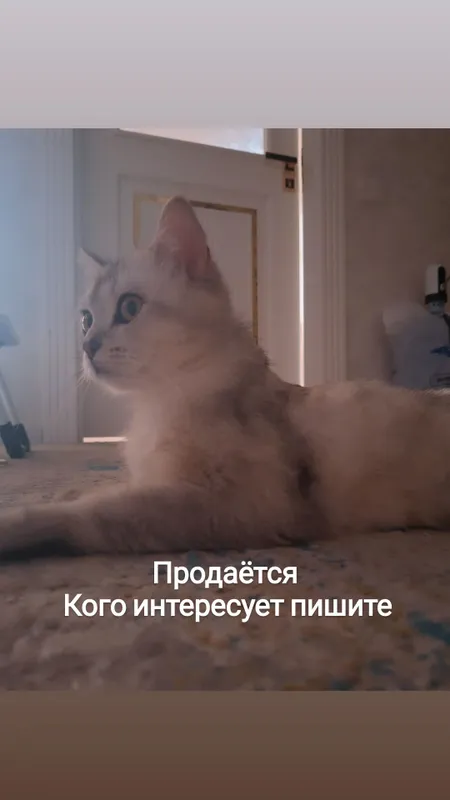 Продаётся кошка 2 Продаётся кошка 2