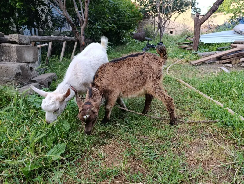 Echki bolalari sotiladi