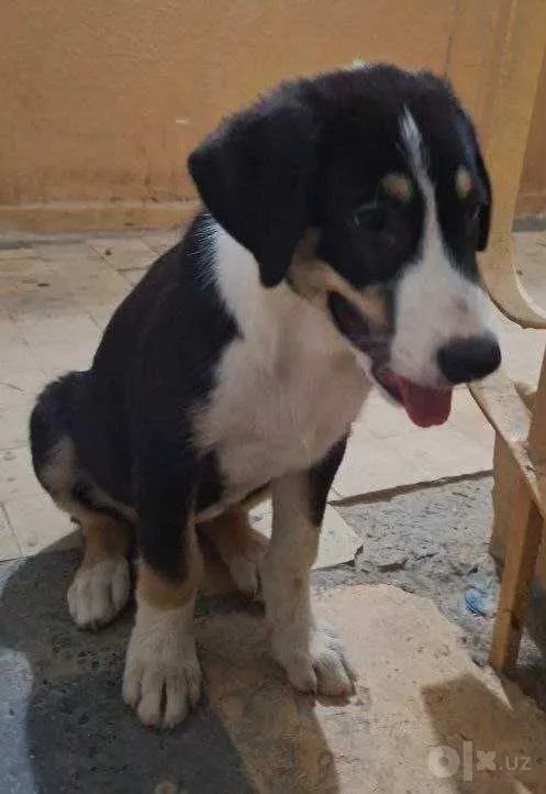 Chudo oila izlamoqda! Chudo oila izlamoqda!