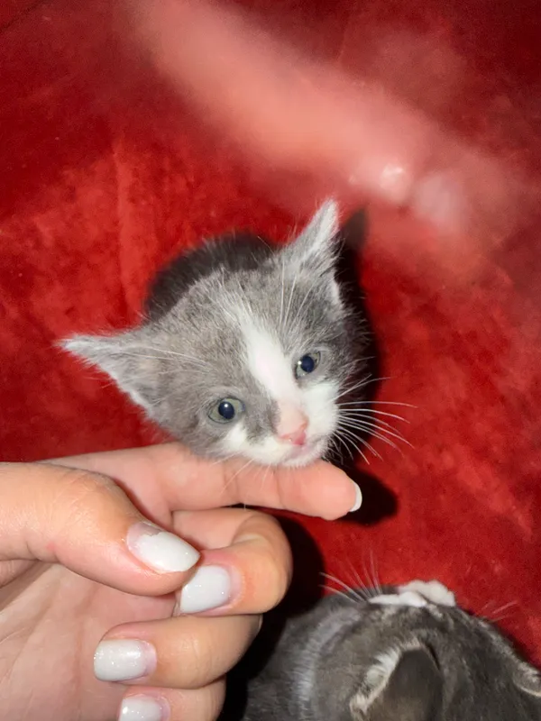 4 котёнка в возрасте 1 месяца, один чёрно-жёлтый — 5 месяцев 2 4 котёнка в возрасте 1 месяца, один чёрно-жёлтый — 5 месяцев 2