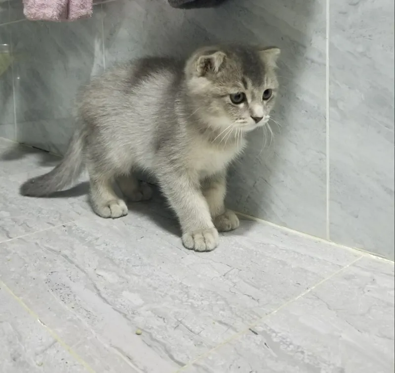 Кошки