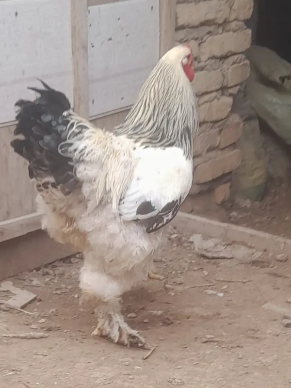 Brama xuroz sotiladi 300ming