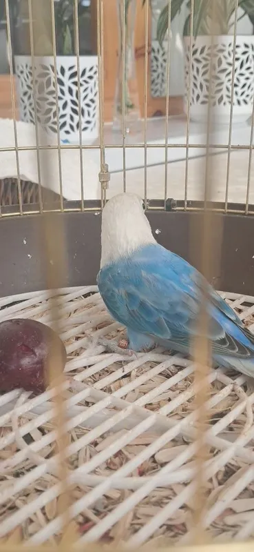 Lovebird nar zotdor 4