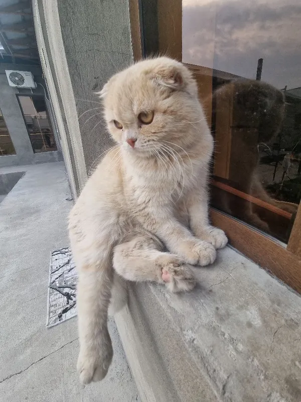 Британская кошка — фото 4 Британская кошка — фото 4