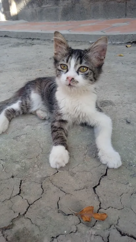 Котёнок 1 Котёнок 1