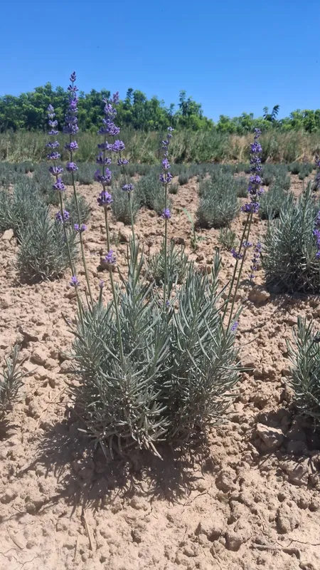 Lavanda guli bor 1