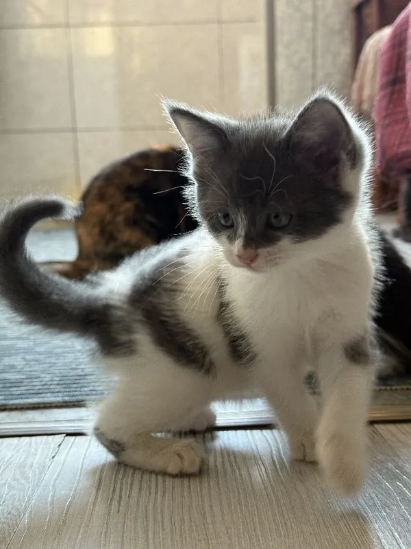 Продаются котята. — фото 3