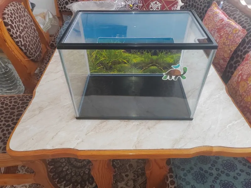 Терариум с ультрафиолетовой лампой. Terarium ultrafiolet cheroq blan — фото 1