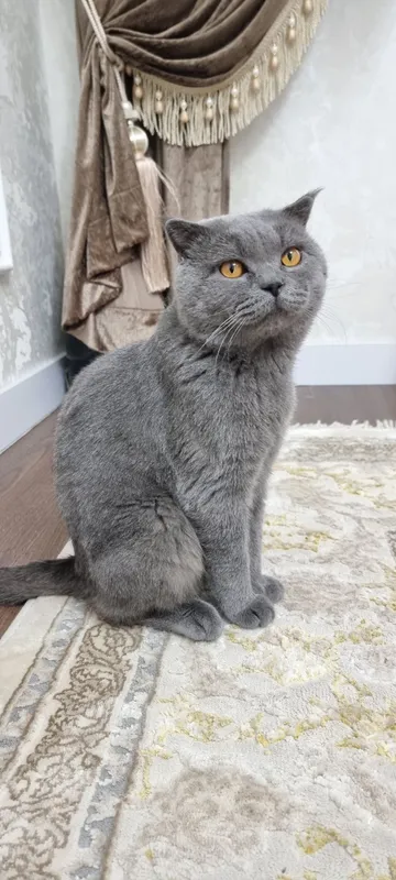 Вязка котов — приглашается невеста! Не продается! Только вязка! — фото 1