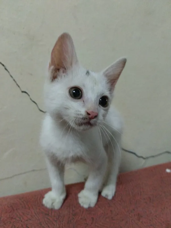 Отдам котёнка в хорошие руки . 1 Отдам котёнка в хорошие руки . 1
