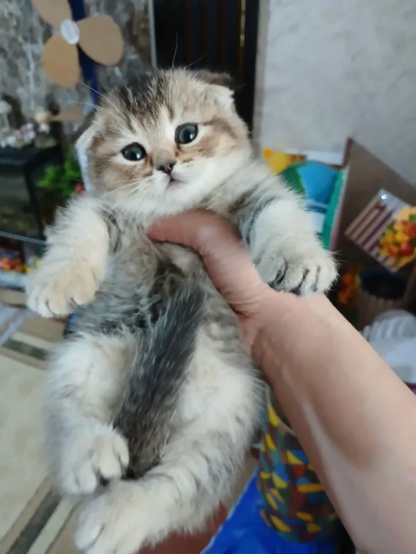 котята шиншилы продаю от правильной вязки — фото 2