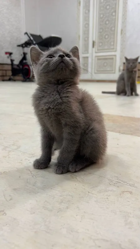 British Shorthair / Scottish Straight mushukchalari sotiladi — фото 6