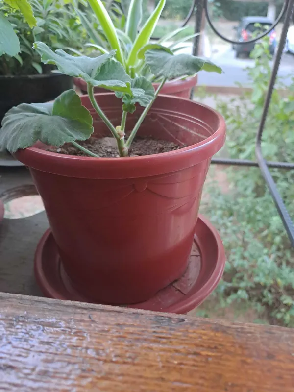 Герань домашняя без химикатов 1