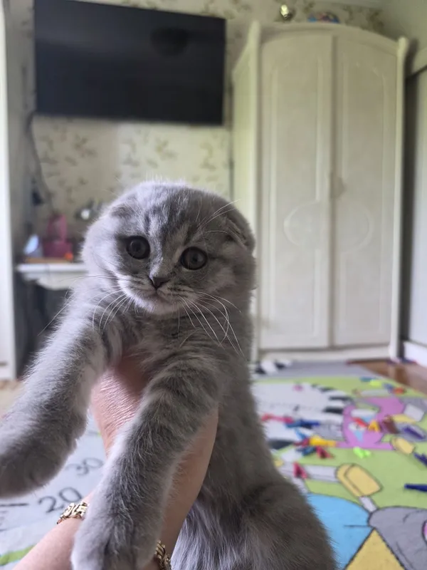 шотландская вислоухая кошка (скоттиш-фолд) с окрасом голубой (черно- с — фото 1 шотландская вислоухая кошка (скоттиш-фолд) с окрасом голубой (черно- с — фото 1