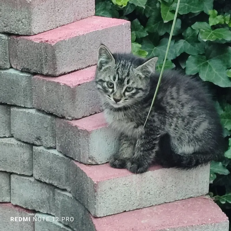 Отдам котят в ответственные руки. — фото 2