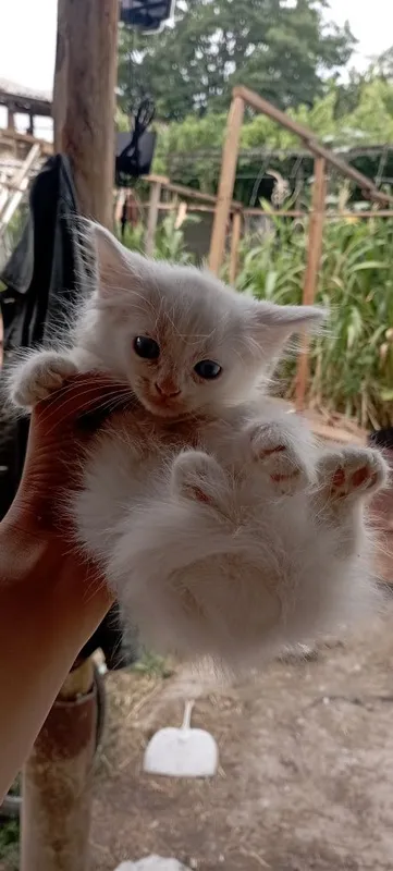 Продаются котята породы БРИТАНЕЦ