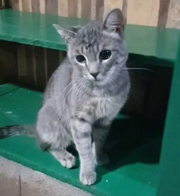 Кот Грей ищет семью!
