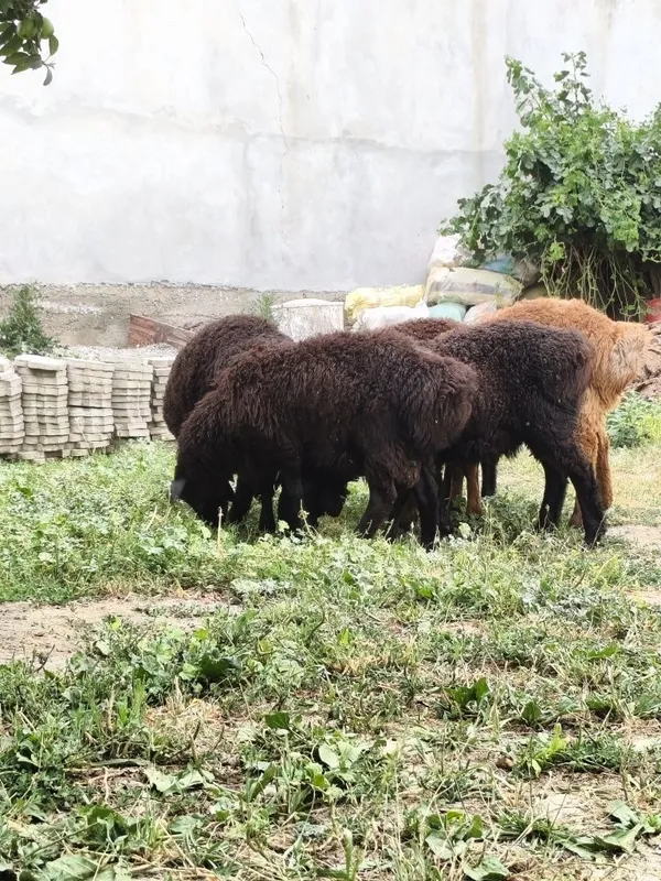 Qochqorlar sotiladi 4300 faqat srochna