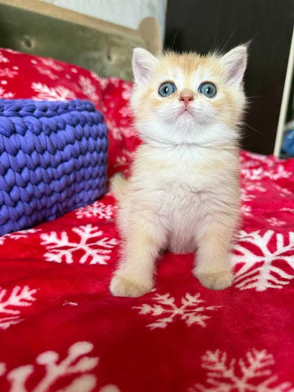 котята золотые шиншиллы — фото 1