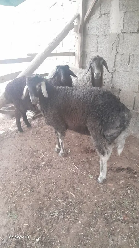 Zotli ona bola qo'y sotiladi bolasi 2ta 1 Zotli ona bola qo'y sotiladi bolasi 2ta 1
