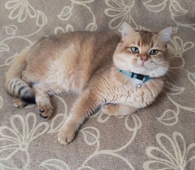 Кот золотая шиншилла приглашает кошек на вязку — фото 1