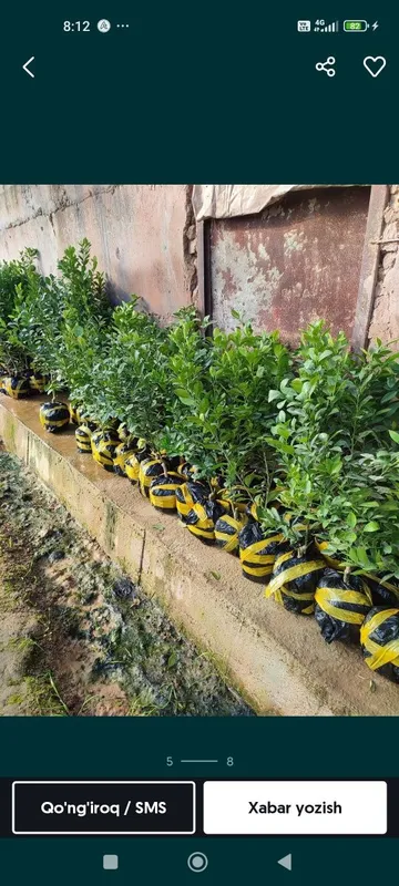 Lemon,apelsin koʻchatlari 3 Lemon,apelsin koʻchatlari 3