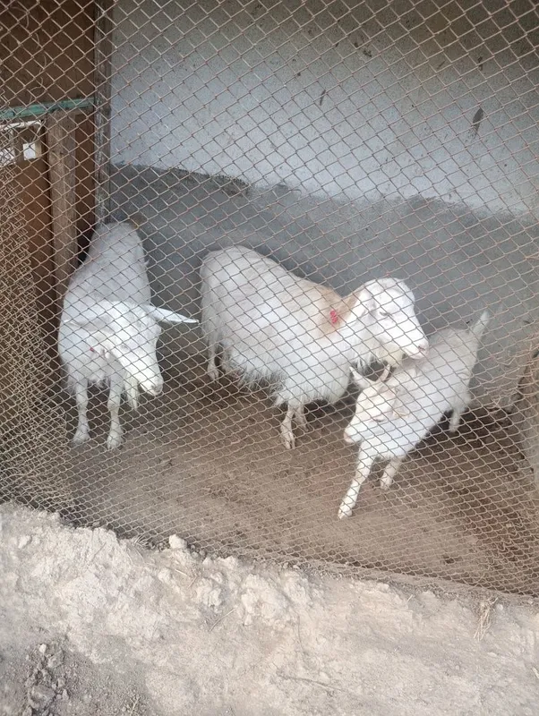 Ona bola echki lar sotiladi soni 3- ta . 2- litr suti bor. — фото 7