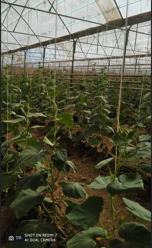 1.2Gektar Yer Sotiladi. 2