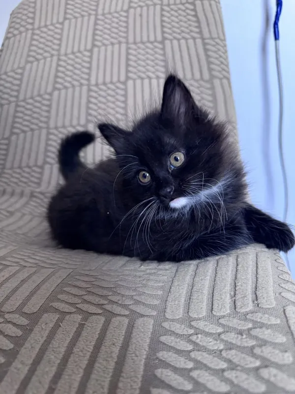 Кот возвраст 1-2 месяца — фото 1