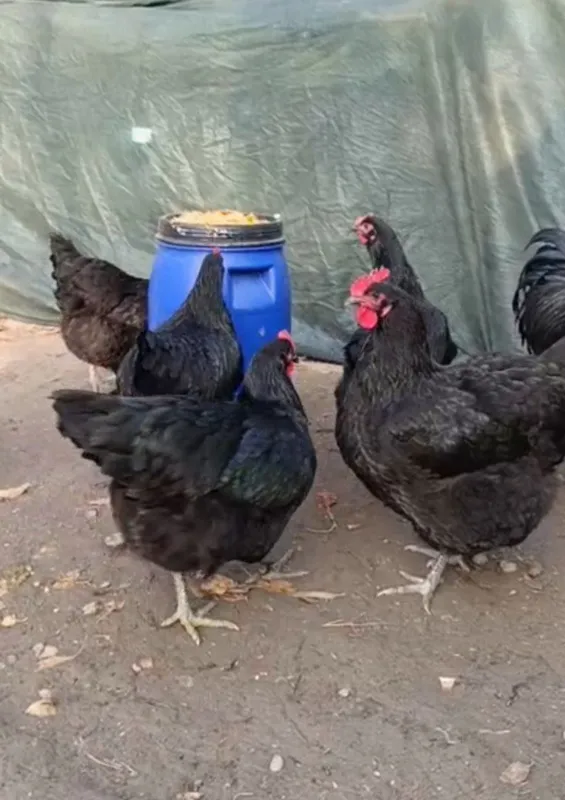 Gigant Qora Shaxzoda tovuqlari sotiladi — фото 1
