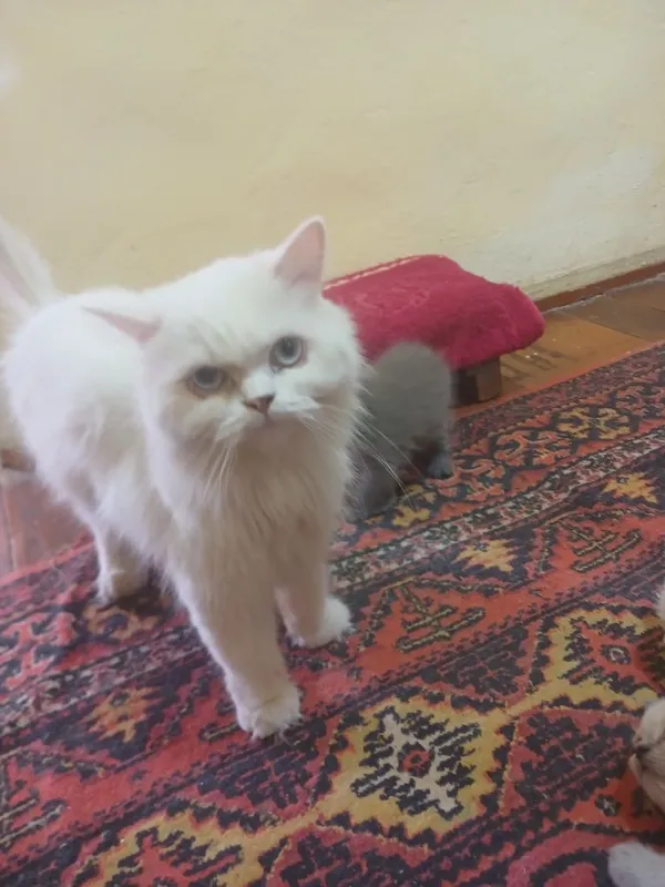 Продаются кошки с детьми 3 Продаются кошки с детьми 3