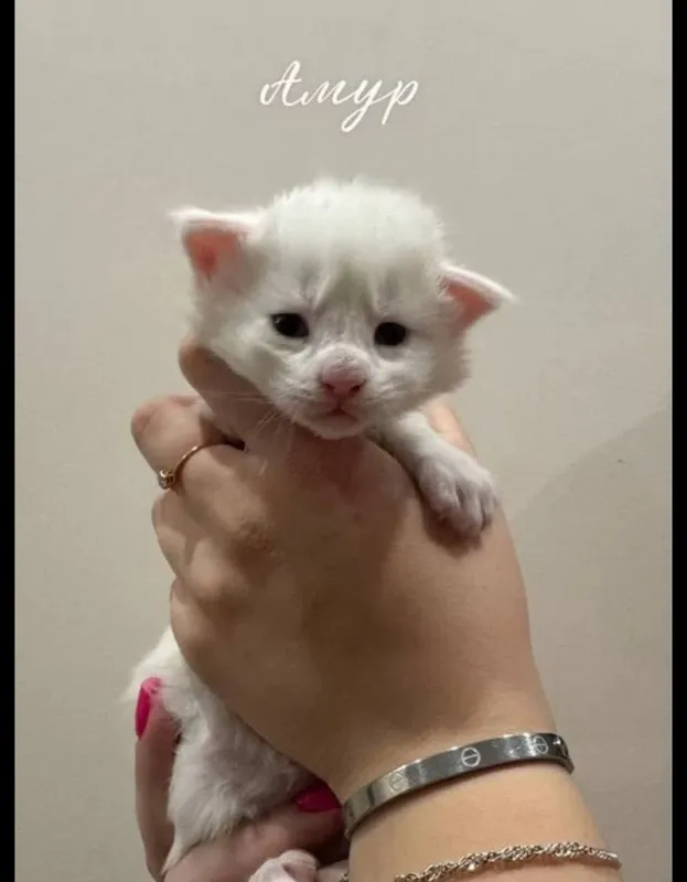 Готовы к брони котята мейнкуна 5