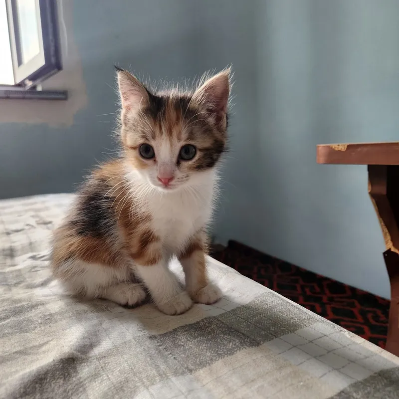 Отдам 2 котёнка в хорошие руки 2