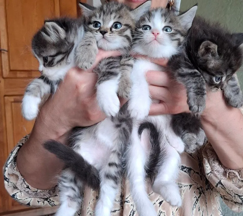 мушуклар