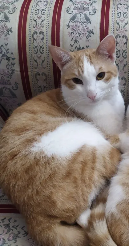 Ищем любящих хозяев для молодого кота! Отдадим только ответственным!!!